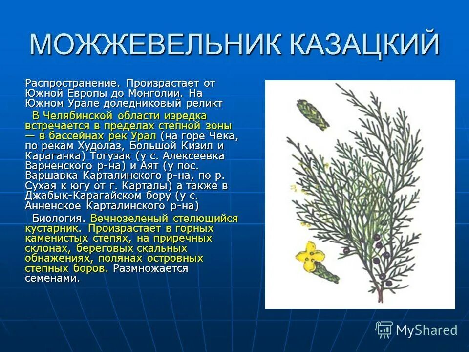 Как распространяется можжевельник. Паспорт можжевельника обыкновенного. Можжевельник биология 5 класс. Можжевельник обыкновенный дерево. Можжевельник обыкновенный голосеменные.