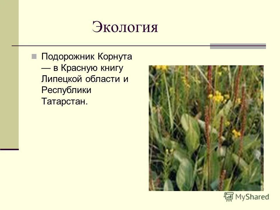 подорожник описание растения. небольшое сообщение о подорожнике. сообщение о подорожнике. подорожник лекарственное растение. подорожник ядовитый.