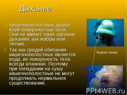 Дышат всей поверхностью тела
