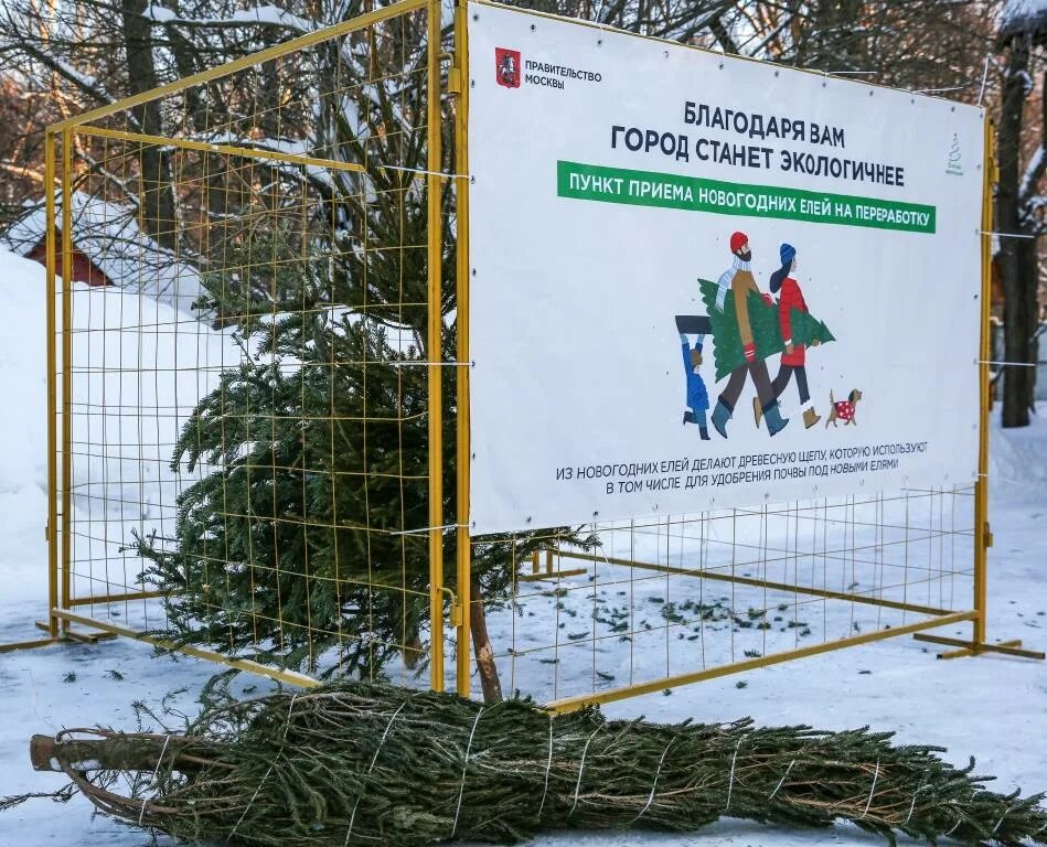 Где сдать елку на утилизацию в москве