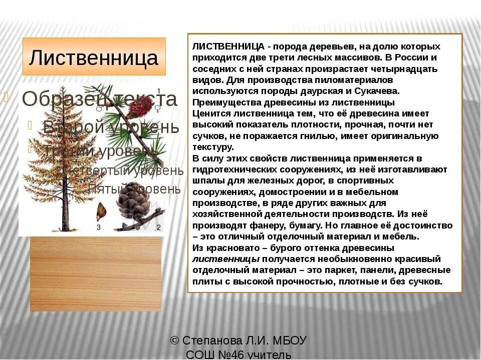 Черенки лиственницы. Лиственница европейская голосеменное. Лиственница европейская размножение.