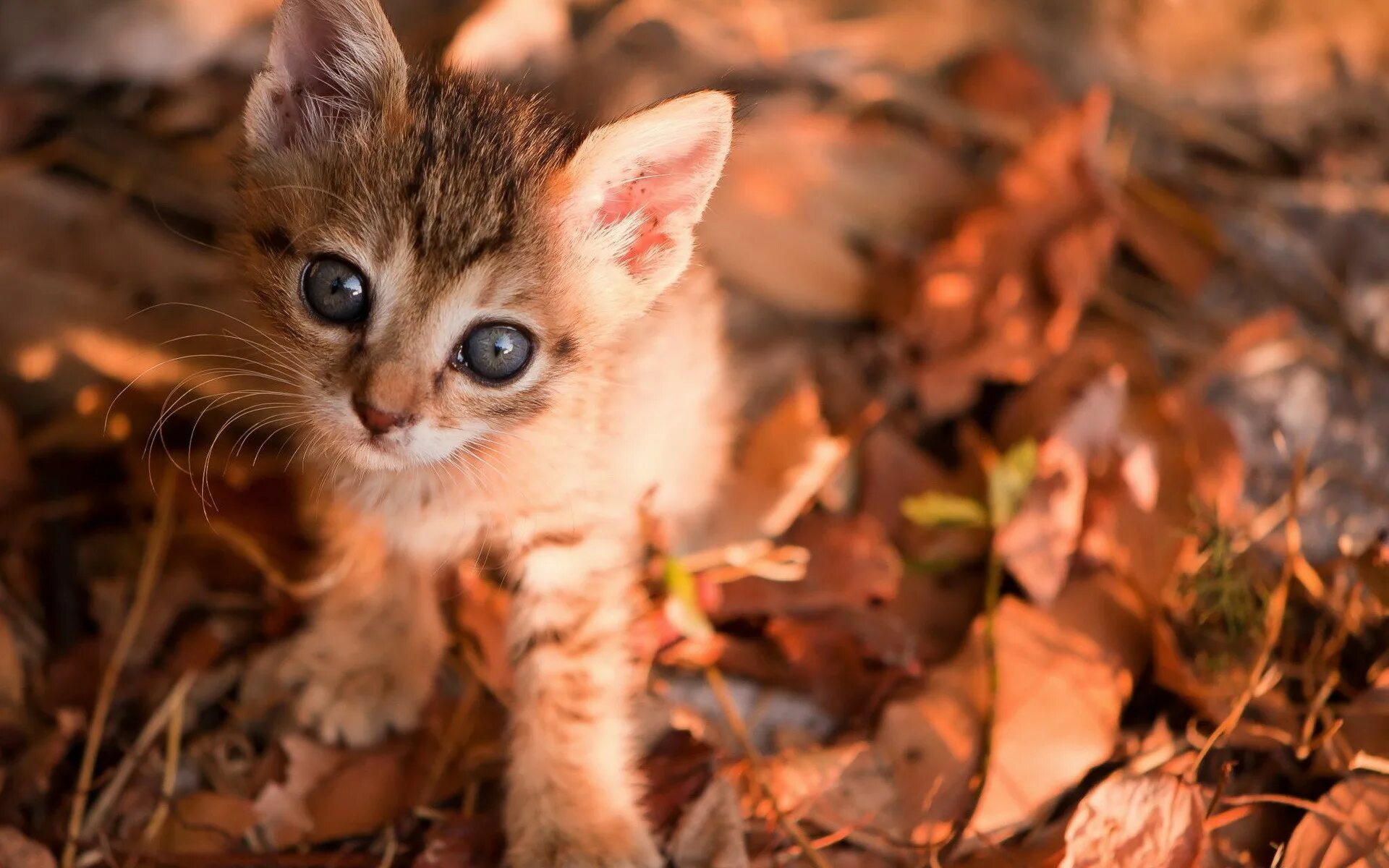 Кот осень. Осенний котенок. Котята на рабочий стол. Картинки на рабочий стол животные кошки. Звери котенок