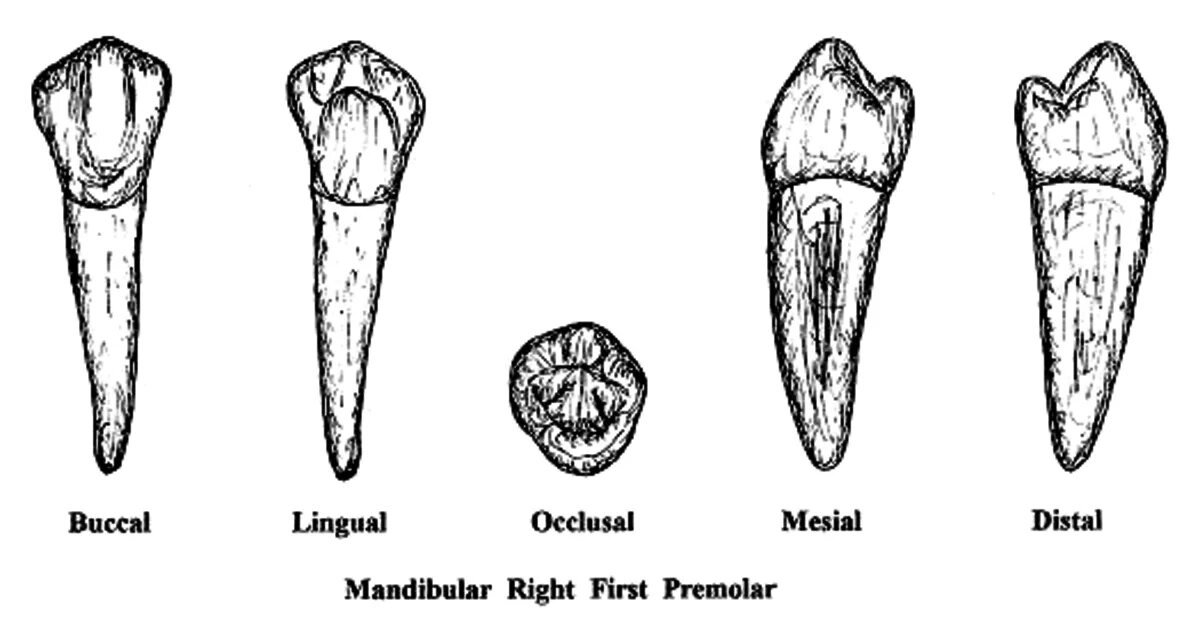 Зуб 4 буквы. Premolar tooth 2th mandibular. Зуб 4 буквы. Зубы взаимосвязь с внутренними органами. Зуб 4 буквы.