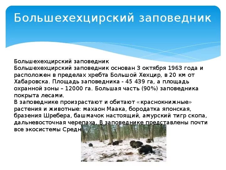 Ботчинский заповедник хабаровского края. Сообщение о джугджурский заповедник хабаровского края. Буреинский заповедник хабаровский край. Сообщение о джугджурский заповедник хабаровского края. Заповедники хабаровского края список.