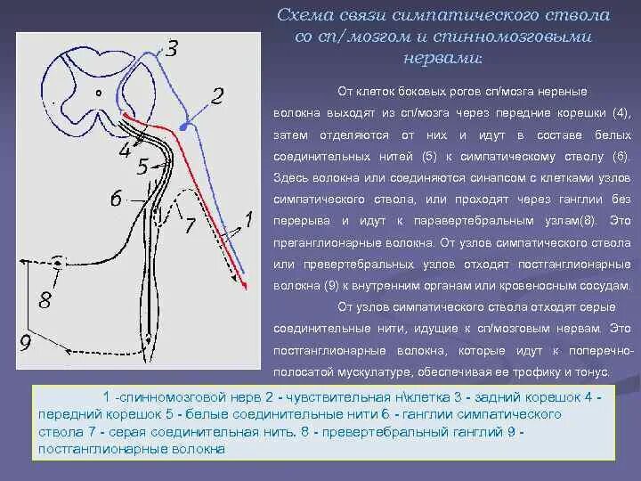 Пр е и ход. Постганглионарные симпатические волокна. Постганглионарные волокна симпатической нервной системы. Серые соединительные ветви симпатического ствола. Связь симпатического ствола со спинномозговыми нервами.