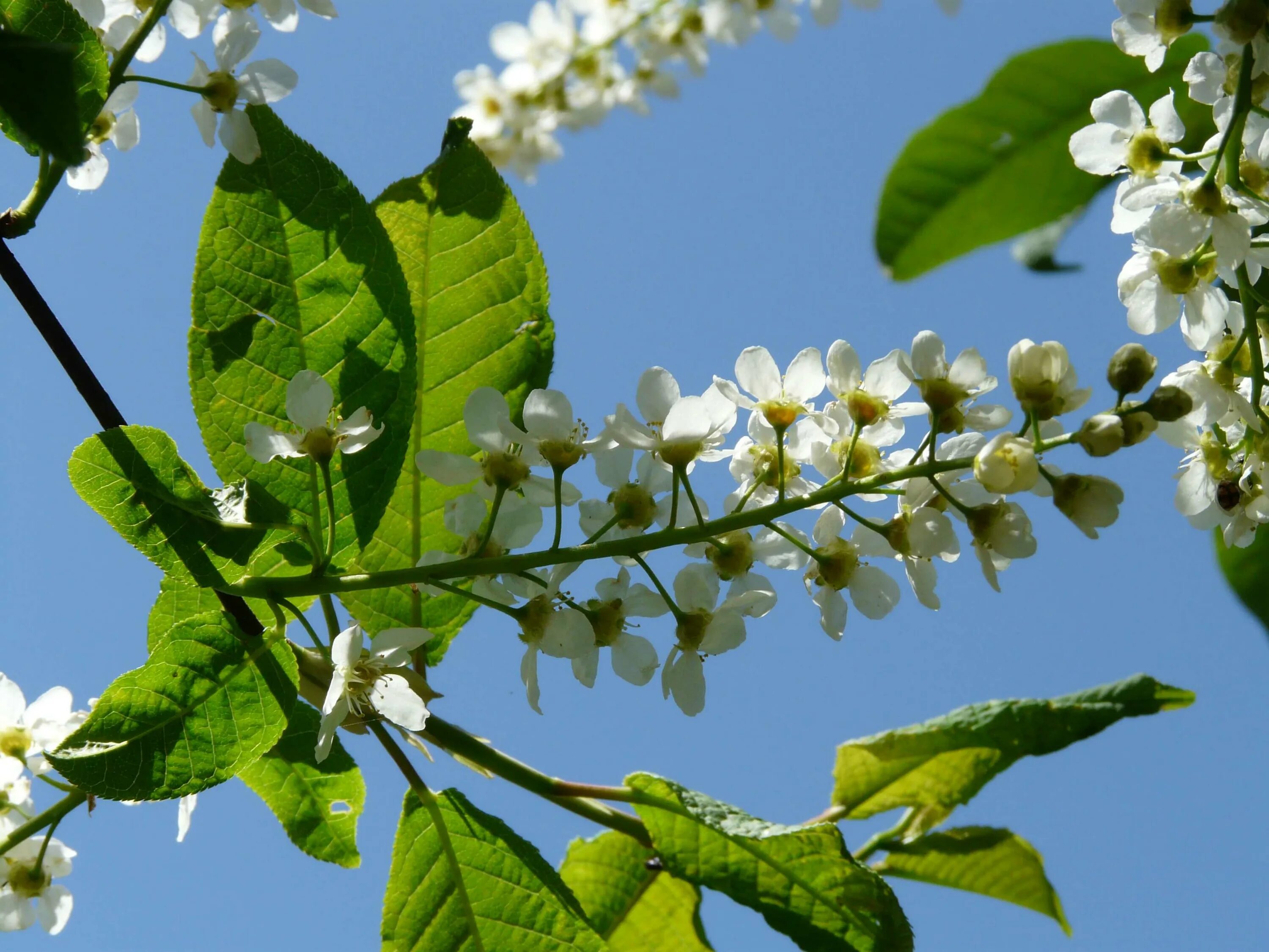 Черемуха черешня. Черемуха обыкновенная (prunus padus). черемуха обыкновенная prúnus pádus. padus avium mill. – черемуха обыкновенная. prunus padus дерево.