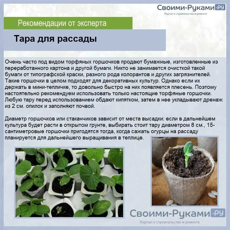 Когда можно садить рассаду огурцов. Рассада огурцов в стаканчиках. Рассада огурцов в горшках. Как сажать огурцы на рассаду. Рассада огурца в горшке.