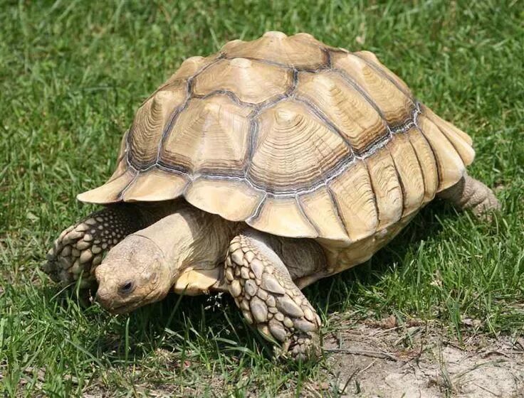 T1 turtle