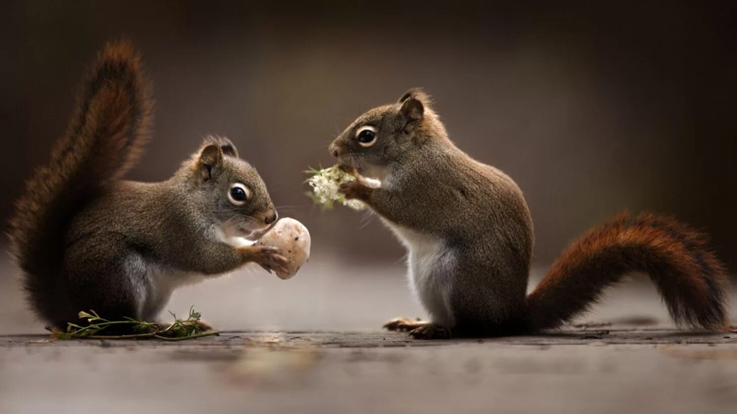 смешные белки. Squirrel 2. животные осенью. 2 белки. уставшая белка.