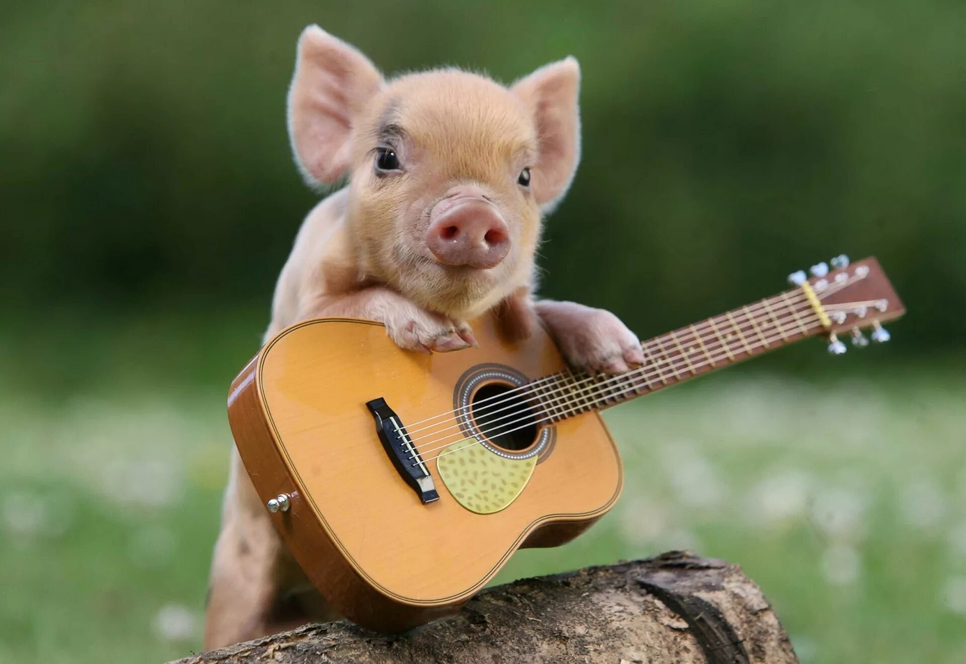 Музыка звери лучшие. Веселые животные. Поросенок. Свинья с гитарой. Поросенок с гитарой.