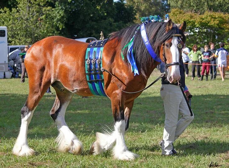 clydsdale Horses, Clydesdale horses, Horse breeds