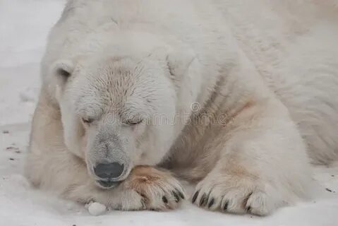 Белые медведи ирбис