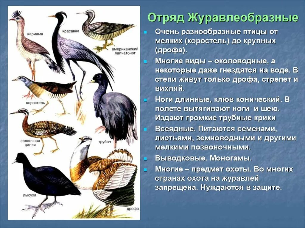 Отряды птиц кратко. Журавлеобразные птицы представители. Отряд Журавлеобразные представители. Журавлеобразные характеристика кратко. Журавлеобразные птицы кратко.