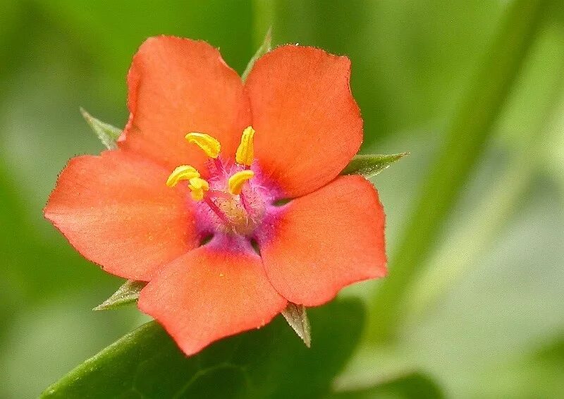 Очный цветок. Anagallis arvensis l. Анагаллис, очный цвет anagallis. Анагалис скарлет красная. Anagallis arvensis.