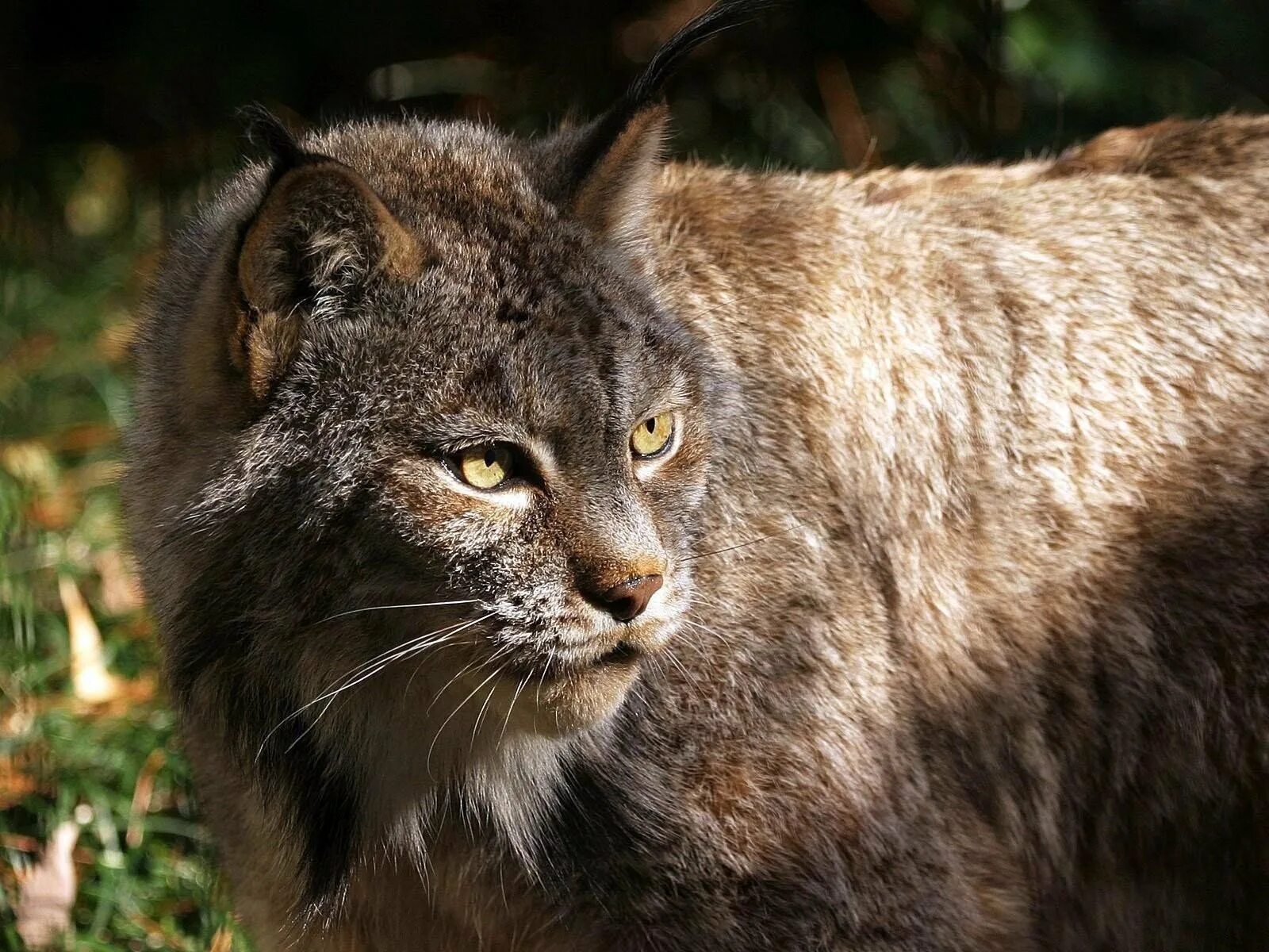 Хищные животные. Хищные животные. Хищные кошки. Дымчатый леопард. Хищный.