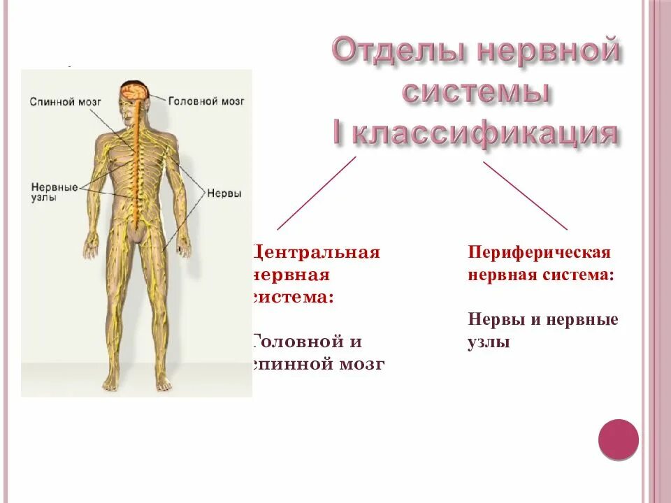 Центральный и периферический отделы нервной системы. Функции ЦНС И ПНС. Нервная система отделы нервной системы Центральный и периферический. Нервная система Центральная и периферическая схема. Органы центральной и периферической нервной системы