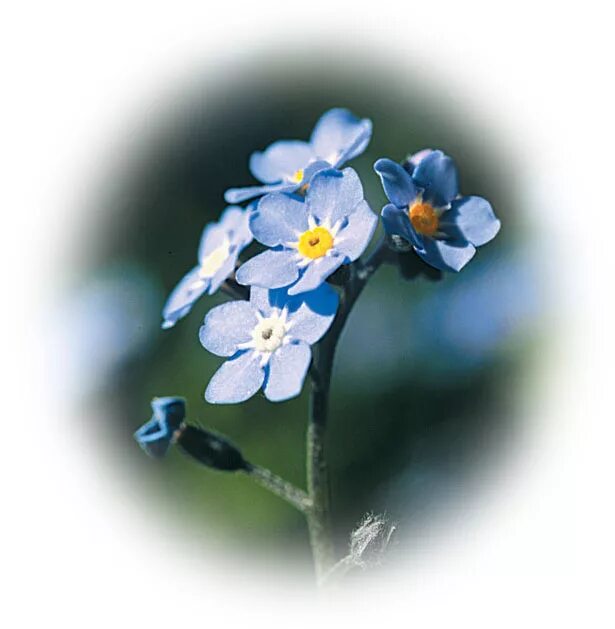 Незабудка на сумке. Незабудка Лесная Myosotis sylvatica. Незабудки на прозрачном фоне. Дикорастущие незабудки. Незабудка клипарт.