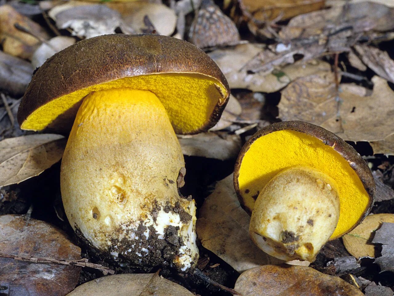 Боровик полубелый. Боровик жёлтый полубелый гриб. Боровик жёлтый (Boletus junquilleus). Моховик бархатный Xerocomus pruinatus.