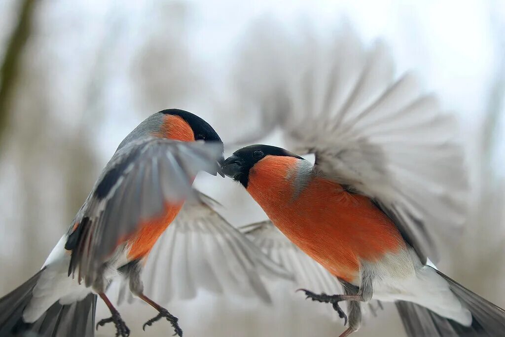 Божья птица это. Пара снегирей. Влюбленные Снегири. Забавные Снегири. Снегири любовь.