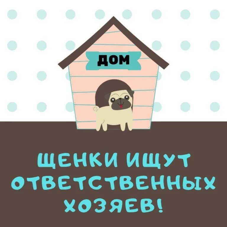 Найди щеночков. Ищу дом. Щенкам нужен дом. Щенок ищет дом. Срочно ищет дом собака.