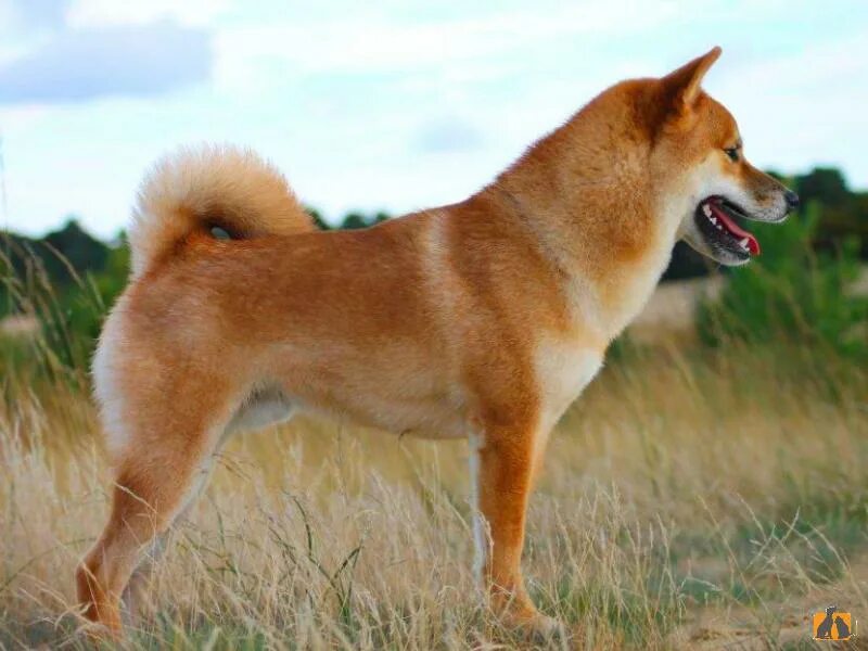 Какие породы ину. Порода сиба ину. Японская порода собак сиба-ину. Хоккайдо (порода собак). Охотничья порода собак сиба-ину.