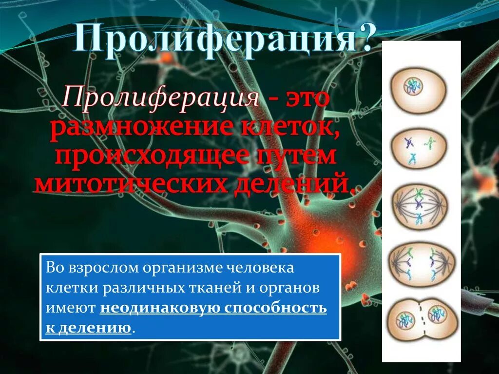 Пролиферация это простыми словами. Пролиферация. Пролиферация клеток. Пролиферирующие клетки это. Пролиферация это в медицине.