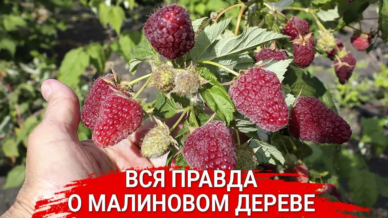 Малина ремонтантная брянское диво. Сказка малина описание сорта фото отзывы садоводов. Сказка малина описание сорта фото отзывы садоводов. Малина сказка. Малина сказка фото.