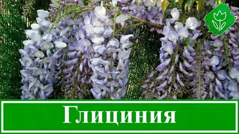 Глициния из семян выращивание