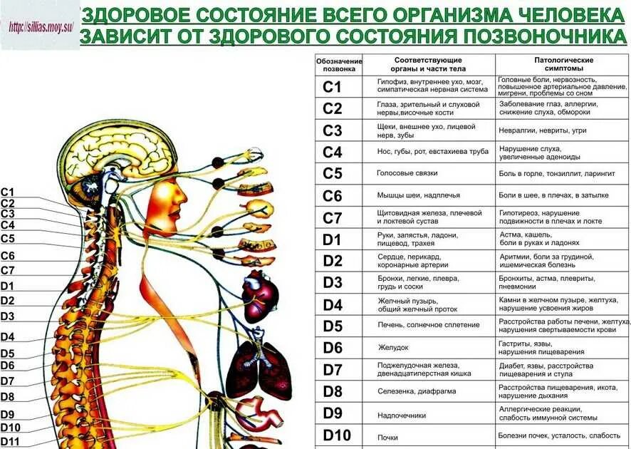 Связь органов человека