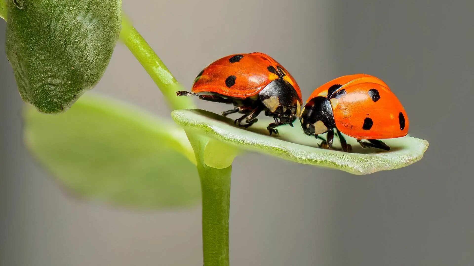 Битва божьих коровок. Прикольные Божьи коровки. Ladybird Ladybug в чем разница. Ladybugs.