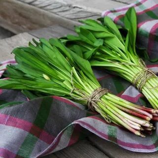 Дикий чеснок полезные свойства