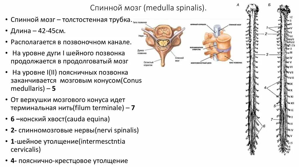 Спинной мозг начинается в. Спинной мозг начинается в