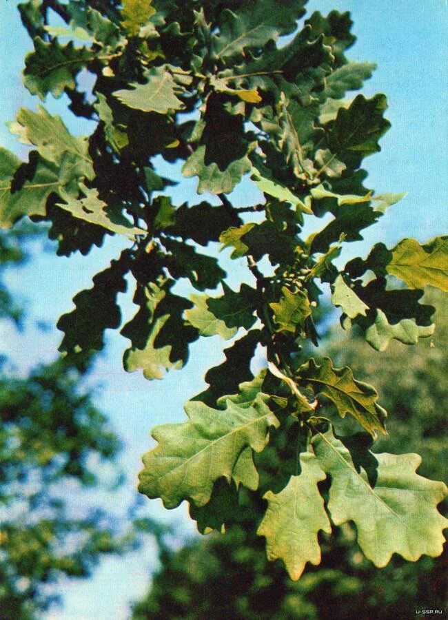 Дуб черешчатый (обыкновенный). Дуб черешчатый (Quercus Robur). Дуб монгольский черешчатый. Дуб черешчатый саженцы. Диаметр дуба черешчатого