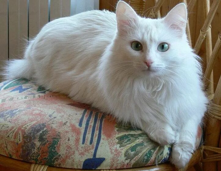 Серая ангора. Ангорская кошка альбинос. Турецкая ангора альбинос. Турецкая ангора серая. Сибирская кошка альбинос.