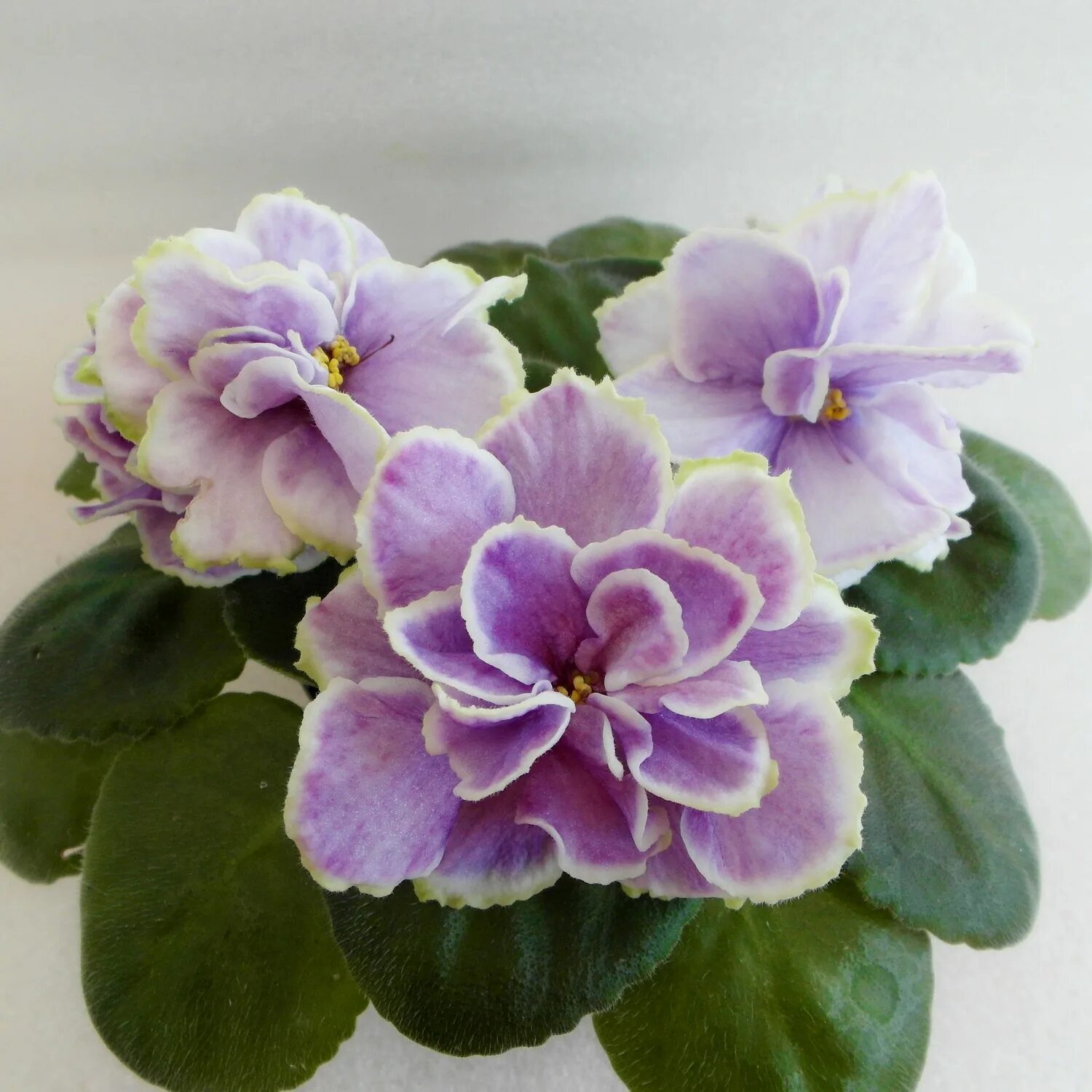 Рс-утонченный вкус. Фиалка классический вкус. Фиалка нк фраголино. Фиалка классический вкус спорт. Фиалка рс утонченный вкус.