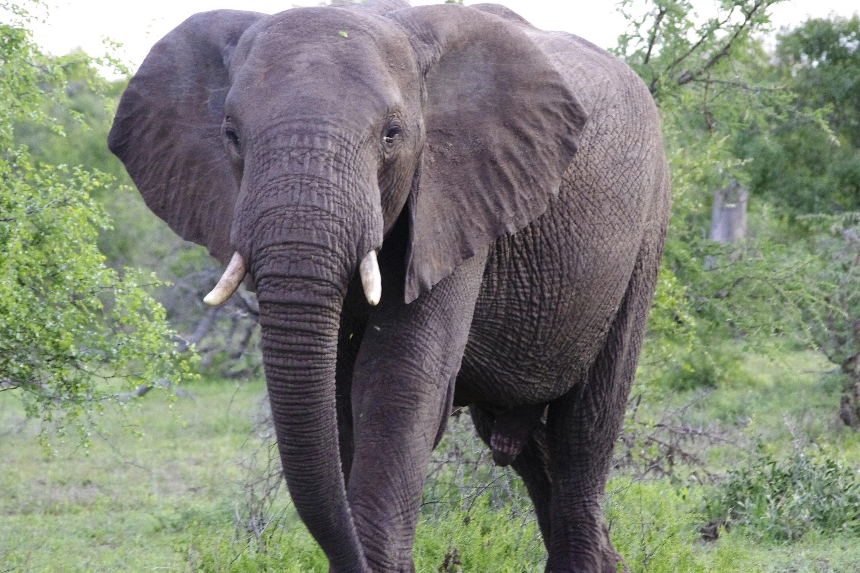 Хоботные индийский слон. Африканский слон (самка). Дикий азиатский слон. Азиатский индийский слон.