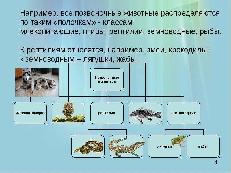 Сравнение млекопитающих птиц и пресмыкающихся