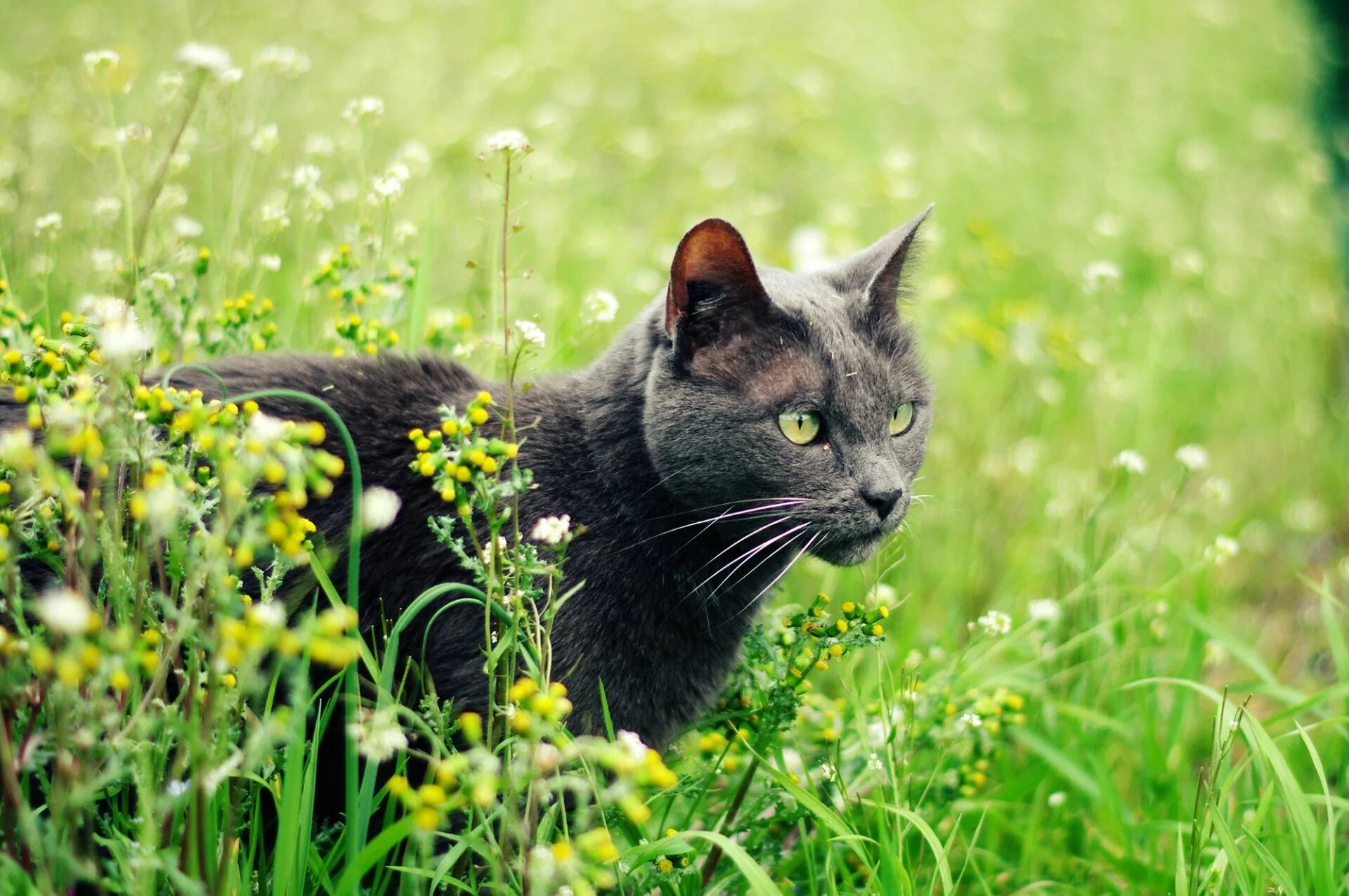 Котик летом. Кошка на природе. трава для кошек. кошка серая. котик в траве.
