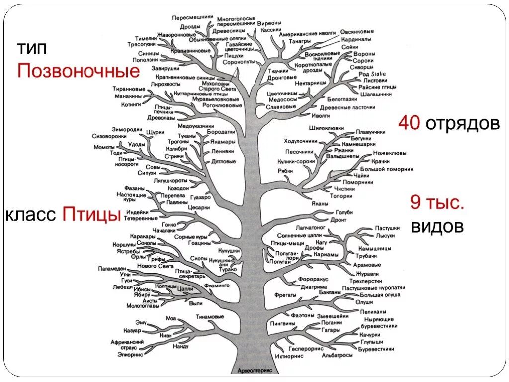 9 отрядов птиц. Класс птицы систематика. Классификация птиц отряды. Систематика птиц таблица. Класс птицы отряды.