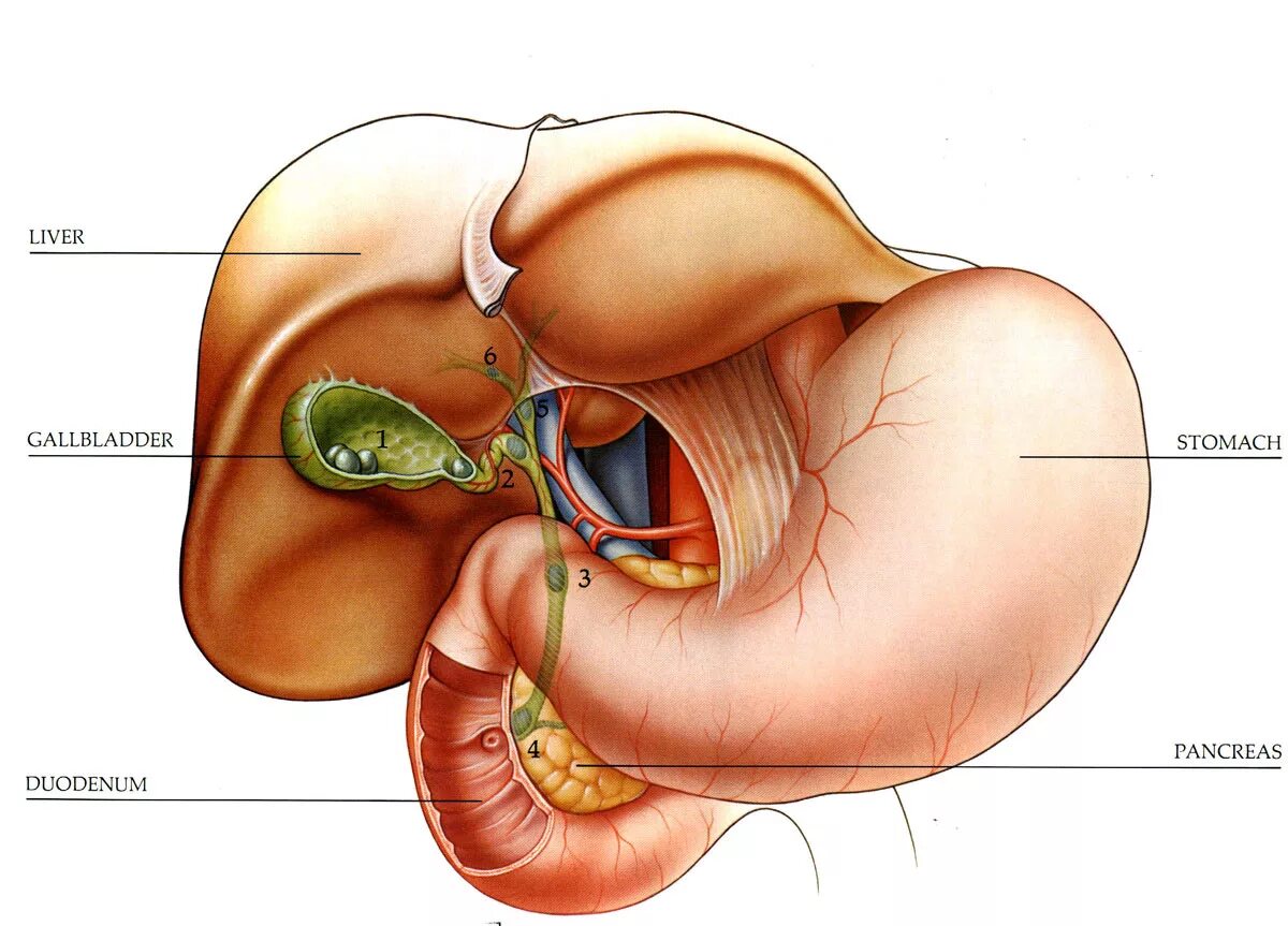 Печень без желчного пузыря. Брыжейка желчного пузыря. Желчный пузырь анатомия человека. Полипы желчных протоков.