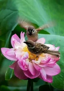 Morning bird