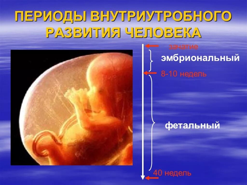 Эмбриональный период внутриутробного развития. Эмбриональный и фетальный периоды внутриутробного развития. Эмбриональный период развития плода человека. Факторы влияющие на зародыш.