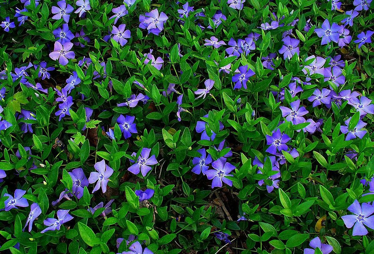 Как выглядит барвинок. Барвинок малый (vinca minor). барвинок почвопокровный многолетник. барвинок малый variegata. барвинок малый ла грэйв.