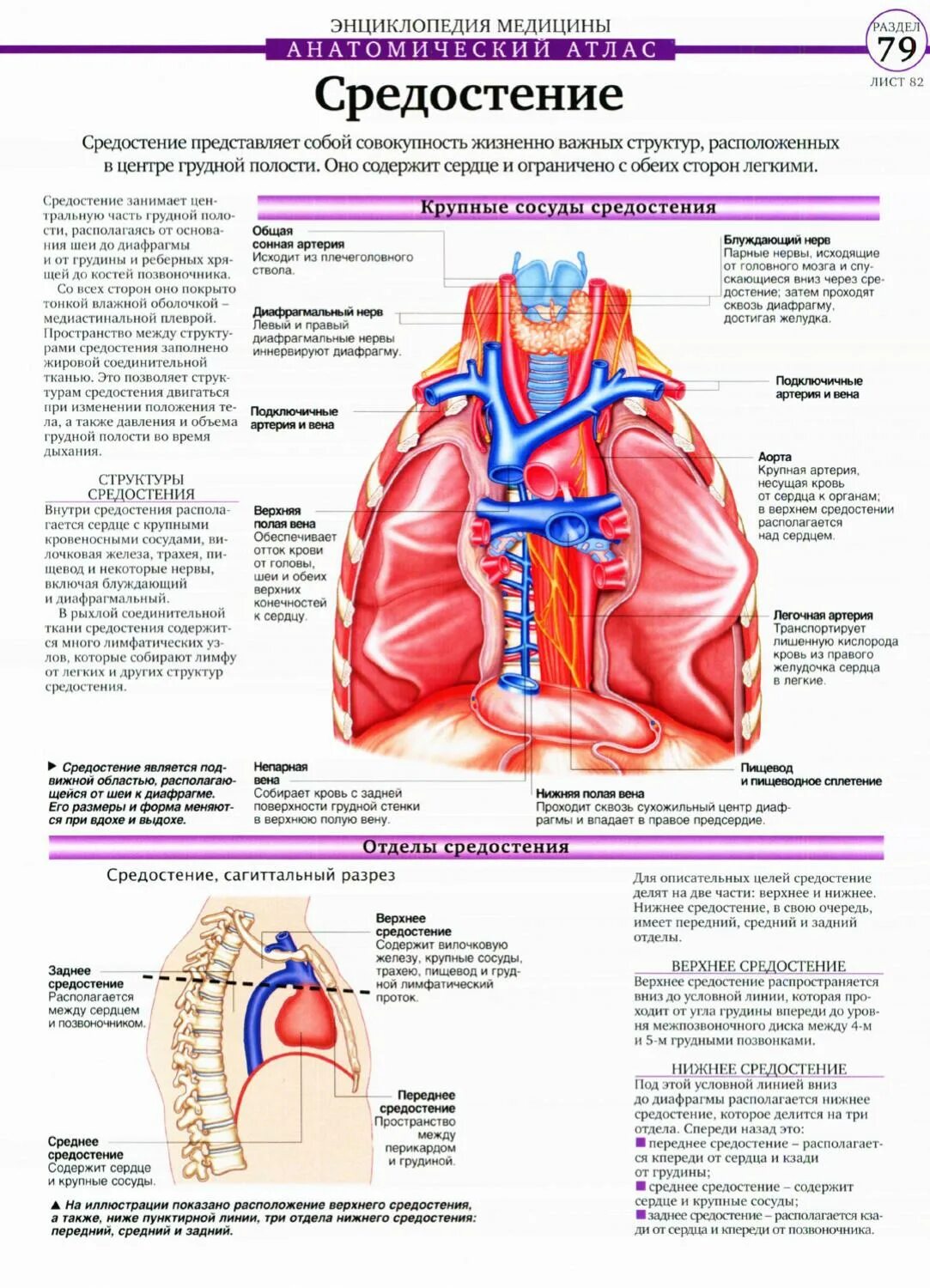 Сосуды пищевода. Анатомия средостения атлас. Органы средостения анатомия. Средостение топографическая анатомия атлас. Средостение легких анатомия.