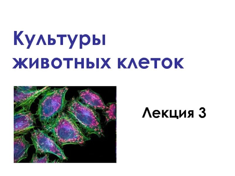 Культурные животные это. Культурные животные. Культурный зверь. Культурные животные это. Культурные животные.