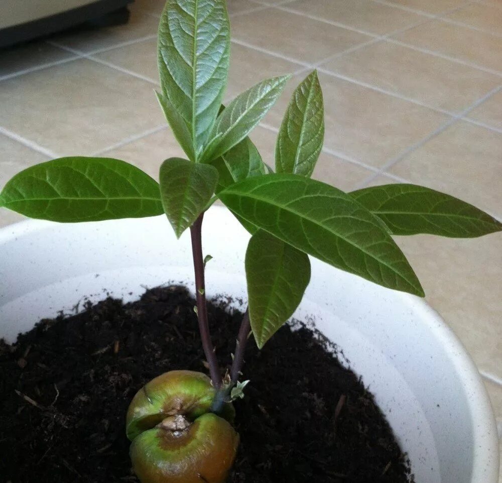 Авокадо дерево прорастить. Авокадо растение Росток. Отросток авокадо из косточки. Авокадо саженец. Авокадо выращенный из косточки фото