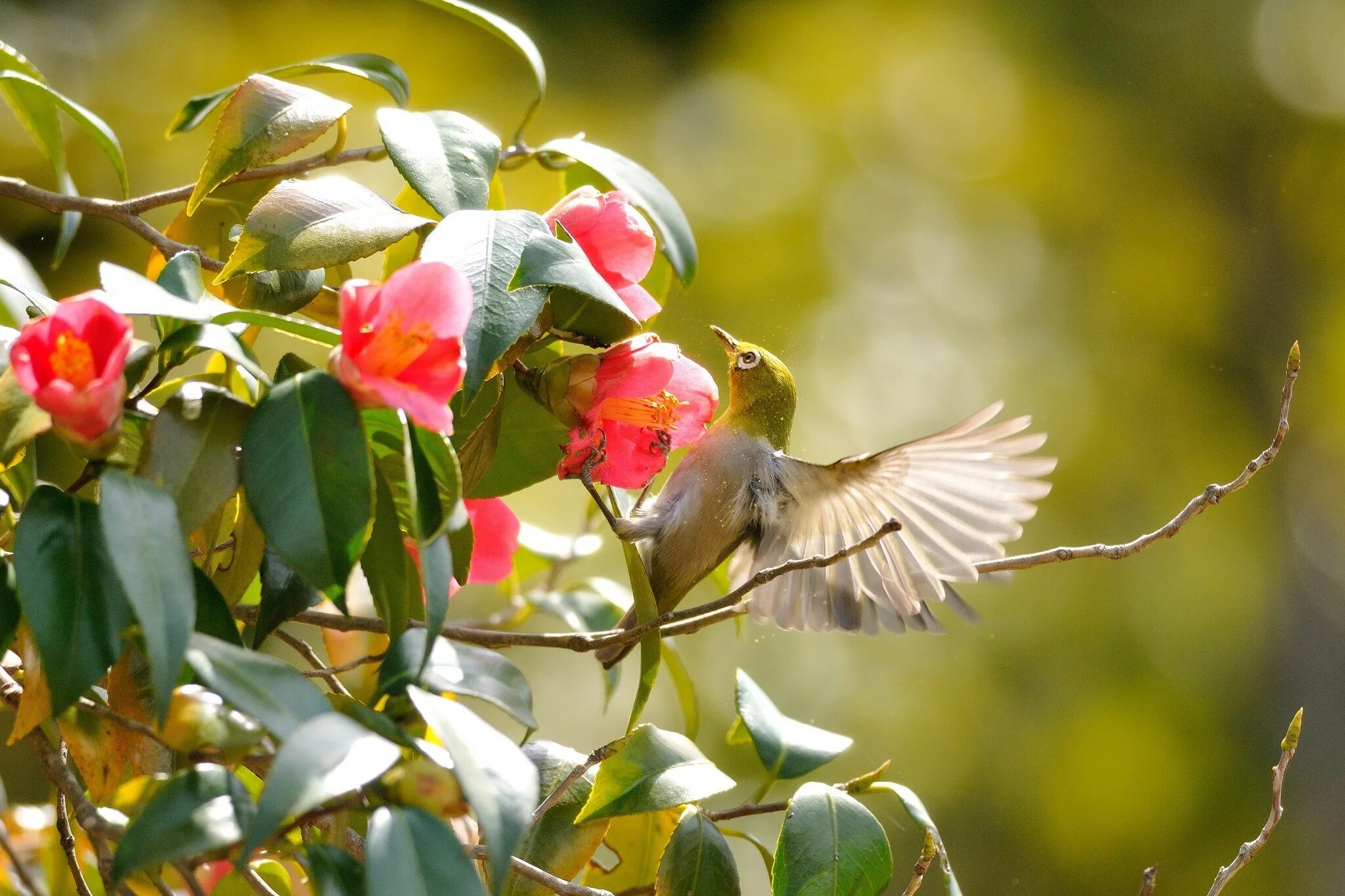Песни птицы живых. Красивые птицы. Весенние птички. Цветы и птицы.