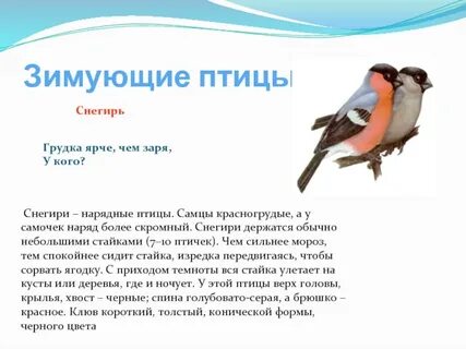 Объяснение слова снегирь