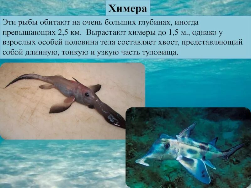 Химера информации