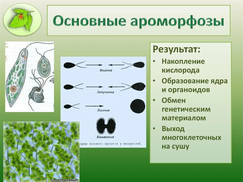 Какие ароморфозы в строении. Основные ароморфозы. ароморфозы простейших. ароморфозы членистоногих. основные ароморфозы одноклеточных организмов.